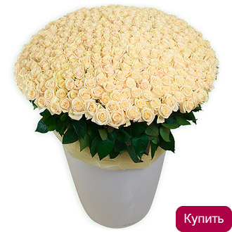 Букет из 501 светлой розы