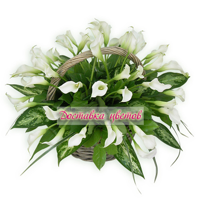 Корзина из калл