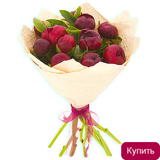 Бордовые пионы