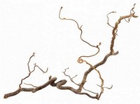 Корилус
