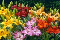 Лилия (Lilium)