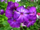 Флокс